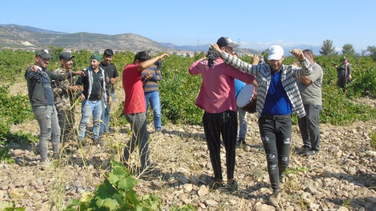Eğlenmek onların hakkı! Gaziantep'te davullu zurnalı üzüm hasadı