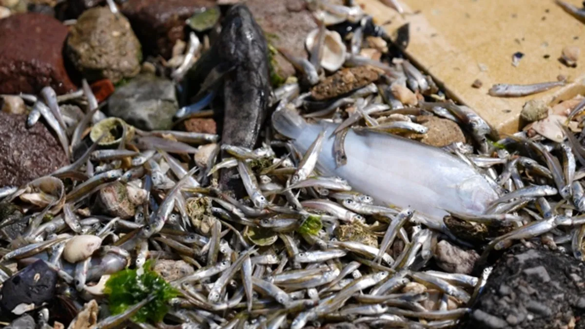 İzmir körfezinde ölü balıklar sahile vurdu
