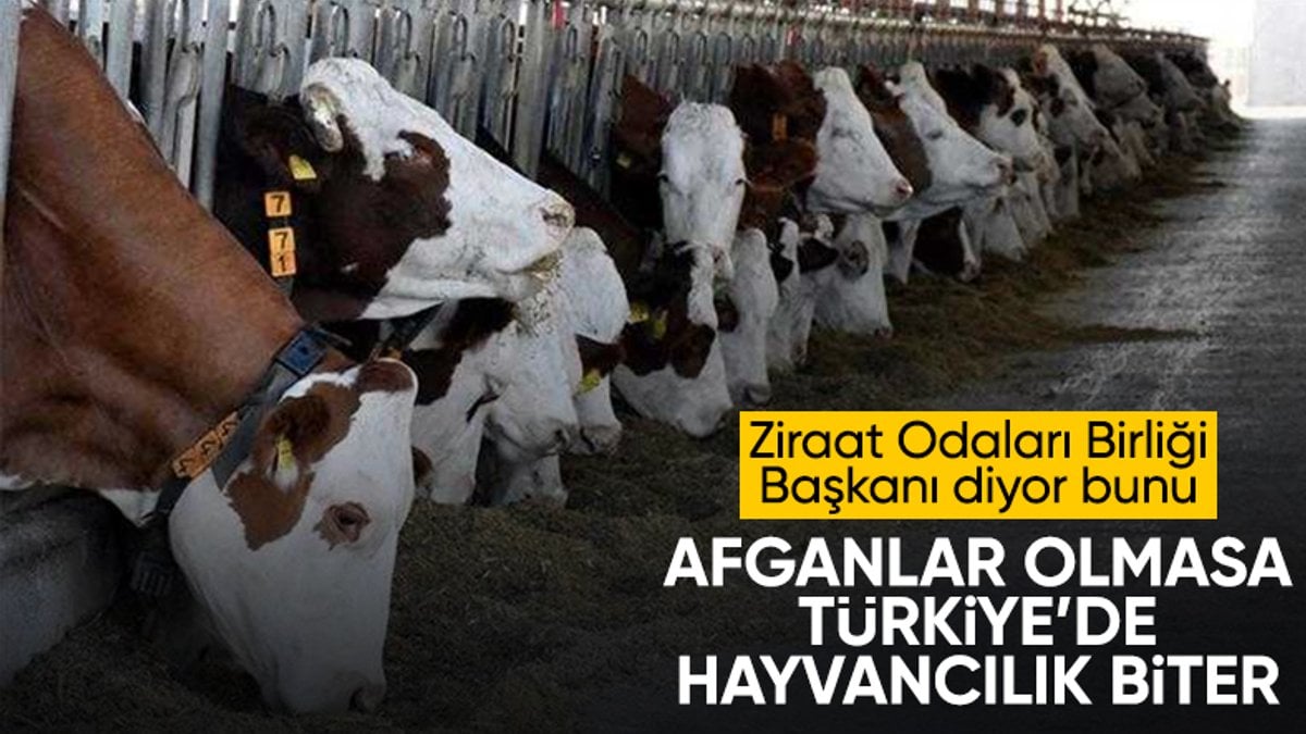 Afganlılar olmasa Türkiye’de hayvancılık biter