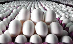 Ağustos ayında Türkiye'de kurulan ve kapanan şirket sayısı azaldı