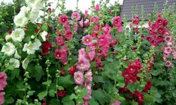 Alzheimer riskinden yaşam boyu öğrenme ile korunun