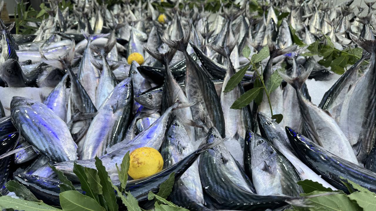 Av sezonu tahmini: Palamut bol, hamsi az