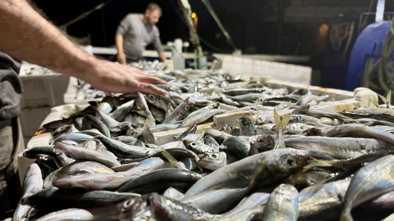 Balıkçılar limana 10 ton istavritle döndü