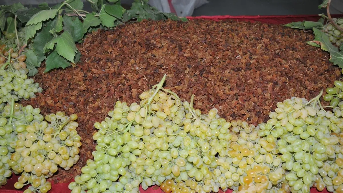 Çekirdeksiz kuru üzüm sezonu 490 milyon dolar ihracatla kapattı