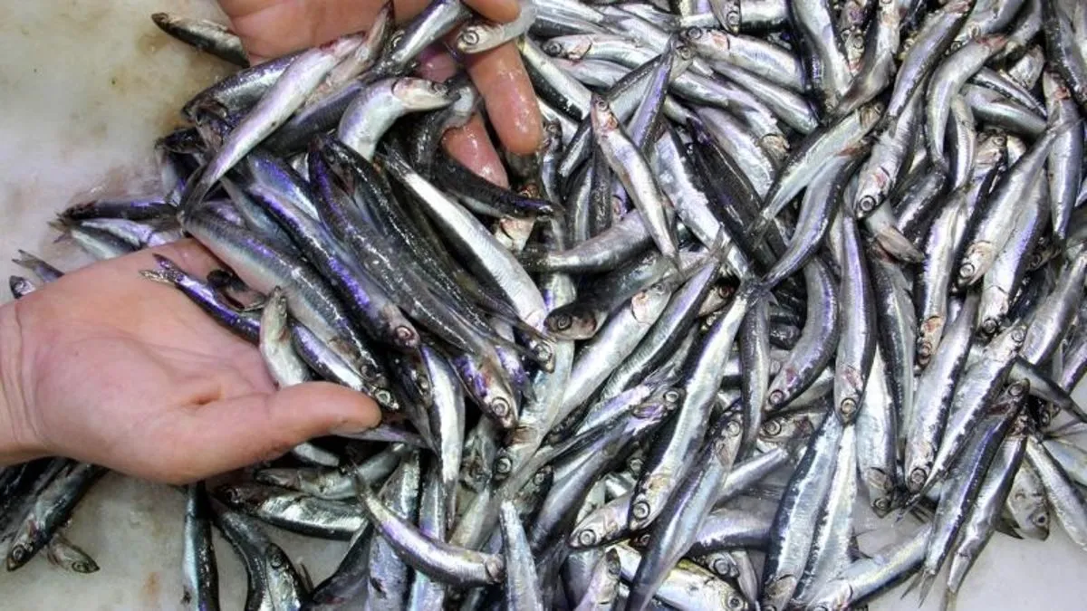 İzmir'de yasa dışı av için sıkı denetim! Bin 430 kilo hamsiye el konuldu