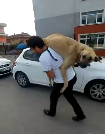 İzmirli vatandaş hasta sokak köpeğini veterinere yetiştirdi