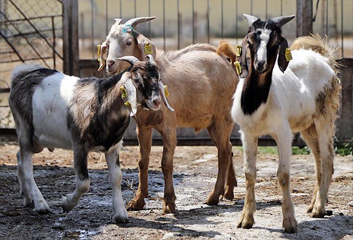 thumbs_b_c_88b9d80821a2b1ebc1e6bc6fcae3f033