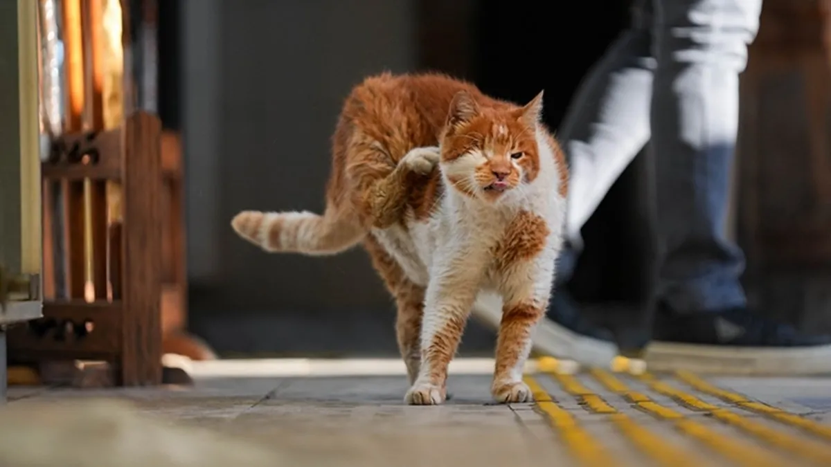 Yurt dışından görmeye gelen turistler var! İzmir'in fenomen kedisi Tarçın…