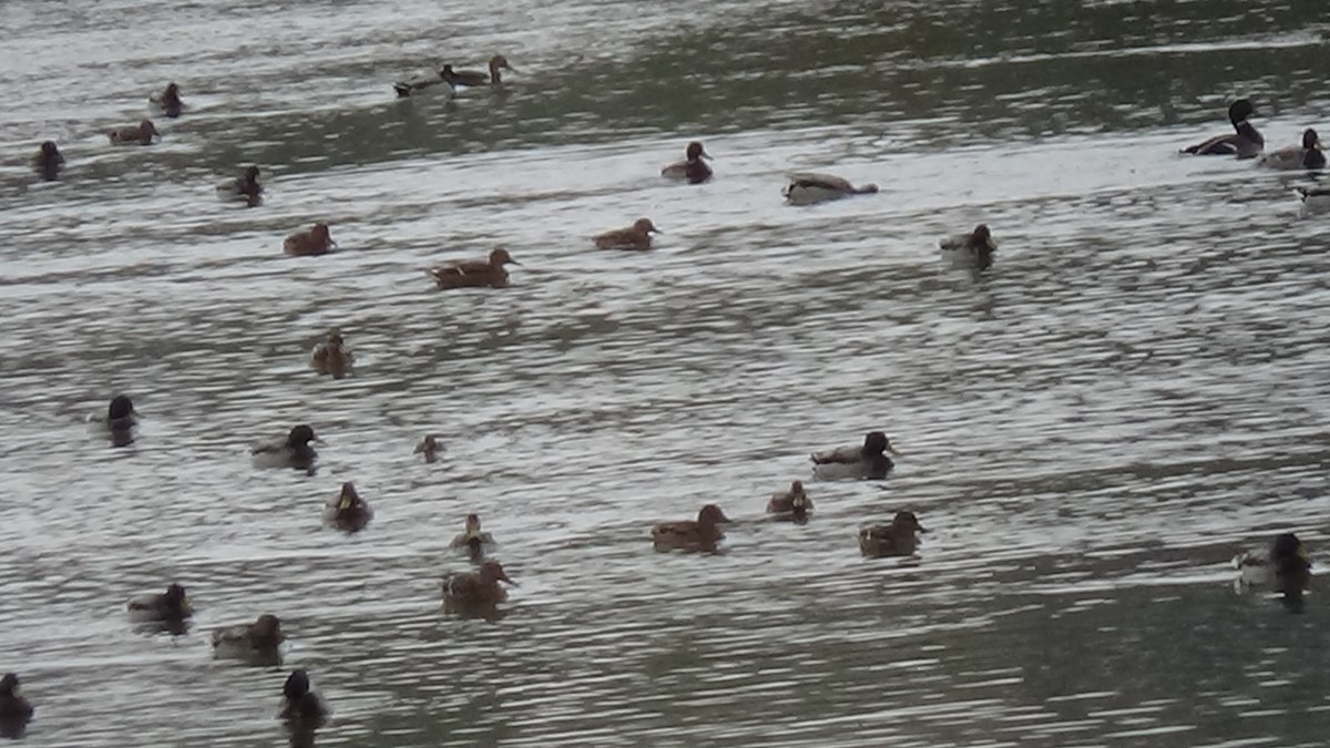 Kars Çayı'nda yüzlerce yeşilbaş yaban ördeği görüntülendi