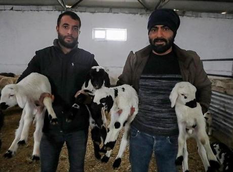 5 kardeş devlet desteğiyle küçükbaş hayvan çiftliği kurdu