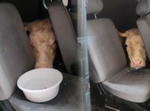 155 bin TL’ye anlaştı 155 TL gönderdiler! 1 sıfır eksik yazınca şok gerçek ortaya çıktı