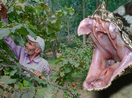 Burunlu sanıldı, boynuzlu çıktı! Fındık bahçelerinde geziyor, zehri kana karışıyor