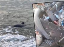 Mersin'de köpek balığı tedirginliği! Valilikten açıklama geldi