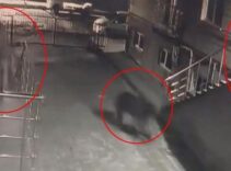 Sitenin bahçesinde büyük panik: 'Ayı geliyor' dedi ve kaçmaya başladık