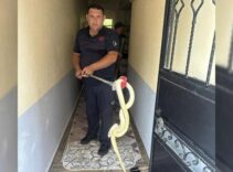 Yer: Balıkesir! Ev sahibi dev yılanla karşılaşınca şoke oldu