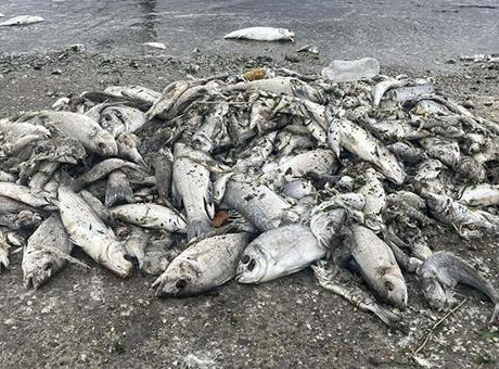 İzmir Körfezi alarm veriyor! Uzmanı uyardı: Balık ölümleri kapıda