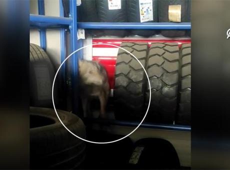 Dükkana girdi, şoke etti: İlk başta köpek sandık