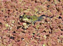 Kızılırmak Deltası’nda büyüleyici dönüşüm! Baharla birlikte su yüzeyi kızıla döndü