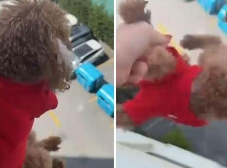 Başakşehir'de skandal görüntü! Pencereden sarkıttığı köpeğini cama vurdu: Hadi gel kurtarsana