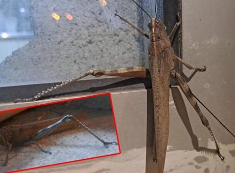 Gören bir daha baktı! Diyarbakır'da dev boyutlu çekirge gece cama çarptı: Tam 25 cm