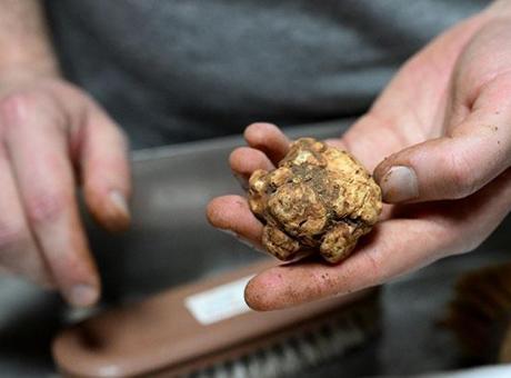 İtalya'dan geldi, Türkiye'deki 7 ilden topluyor: Kilosu 150 euro