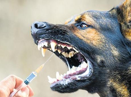 ‘Kuduz’ tehlikesi! Türkiye yüksek riskli ülkeler listesinde