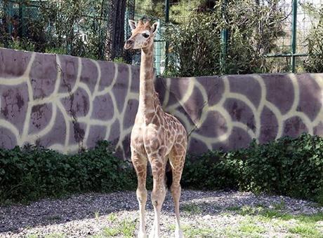 Türkiye'de doğan ilk zürafa yavrusunun ismi anketle belli olacak