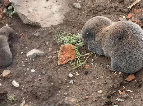 Yer: Diyarbakır! Ortaya çıkan canlı bilim insanlarını şaşırttı: Çok nadir yeryüzüne çıkarlar