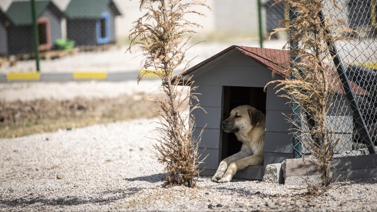 Başıboş köpeklere yönelik uygulama yönetmeliği geliyor