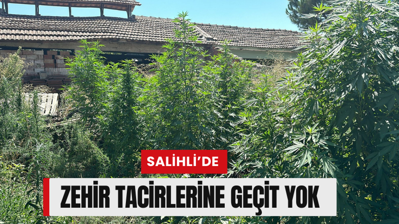 Salihli’de zehir tacirlerine geçit yok: 23 kök kenevir, 637 gram esrar ele geçirildi
