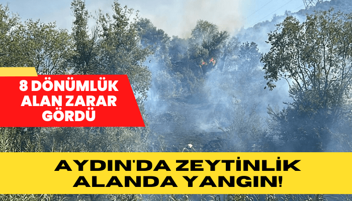 Aydın’da zeytinlikte çıkan yangında 8 dönüm alan zarar gördü