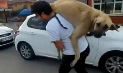 Başına çuval geçen cüce keçi, diğer keçilerin kabusu oldu