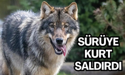 Öğrenci servisi alevlere teslim oldu