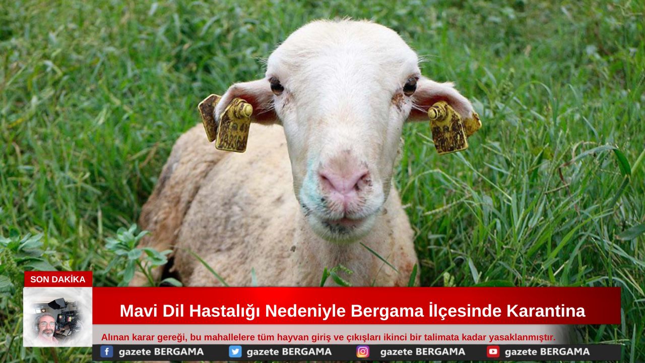 Mavi dil hastalığı viral enfeksiyonlar sonucu meydana geliyor