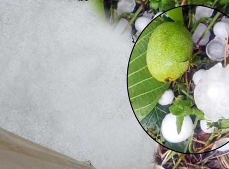 10 dakika sürdü! Ceviz büyüklüğündeki taneleri gören şoke oldu