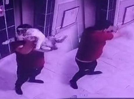 2 kentte vahşet! Biri hamile kediyi yere fırlattı, diğeri defalarca tekmeledi