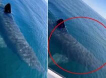 Antalya'da 3 metre uzunluğunda köpek balığı videosuna suç duyurusu