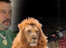 Antalya'da çiftçiyi yaralayan aslanın sahibi konuştu: Saldırdığı kişide iyi ki battaniye varmış