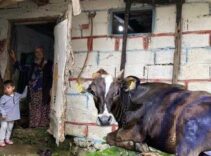 Artvin'de ayı saldırısı! Köylüler müdahale etti: 'Üzerinde pençe izleri vardı'