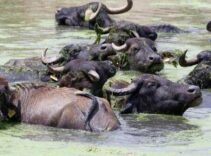 Belgesel tadında görüntüler: Burası Serengeti değil, Erzurum! 'Sütü için köyde kuyruklar oluyor'