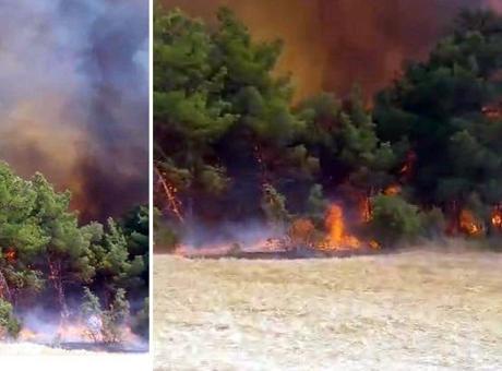 Çanakkale'de orman yangını! Çok sayıda ekip sevk edildi