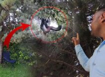 Devasa yılanın beslenme saati: Ağaçtan gelen tuhaf sesle irkildi, manzara dehşete düşürdü