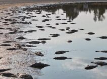 Flamingolarıyla ünlenen gölde ürküten görüntü! 'Durum içler acısı'
