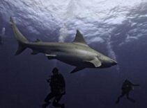 KASIRGA HABERLERİ KÖPEKBALIKLARINDAN ALINACAK! KÖPEKBALIKLARI NASIL TAHMİN YÜRÜTECEK?