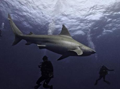KASIRGA HABERLERİ KÖPEKBALIKLARINDAN ALINACAK! KÖPEKBALIKLARI NASIL TAHMİN YÜRÜTECEK?