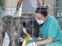 Mersin'de 'bakımevindeki hayvanların öldüğü' iddiasına belediyeden açıklama