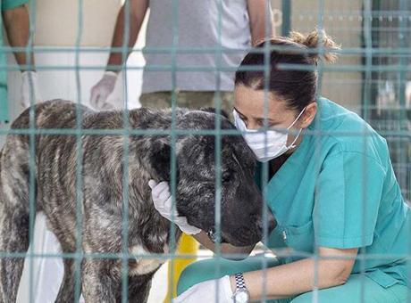 Mersin'de 'bakımevindeki hayvanların öldüğü' iddiasına belediyeden açıklama