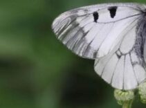 Nesli tehlike altındaydı! Uludağ’da görüntülendi