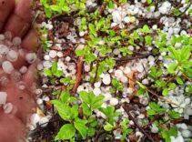 Temmuz ortasında şoke oldular! Yarım saatte her yer beyaza büründü