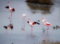 Türkiye’nin tapulu tek lagününde tehlike çanları: Kuraklık ve müsilaj kabusu bitmiyor